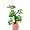 MONSTERA MONSTER PLANT