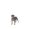 Rottweiler Gifts