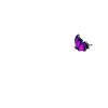 Chèvre avec papillon
