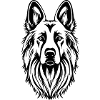 Belgian Shepherd Tervueren