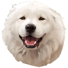 Shepherd of Maremma and Abruzzo