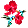 Kolibri,vogel, hibiskus,lotusblüte, blumen