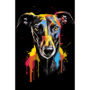 Galgo Espanol Bunt