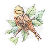 Small bird - drawing
