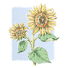 Sunflower flower - drawing