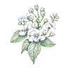 Blackberry flower - drawing