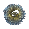 Armadillo Lizzard