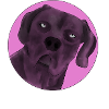 TEAM SHADY KUCKKUCK