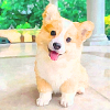 gemalter Corgi