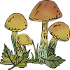 Fungi