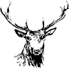 Hirsch