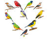 Drôle d’observation d’oiseaux