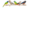 Drôle d’observation d’oiseaux