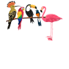 Drôle d’observation d’oiseaux
