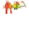 Drôle d’observation d’oiseaux