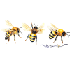 Wasserfarbene Honigbienen Trio