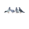 Pigeon Proud pigeon fancier