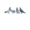 Colombophiles Élevage de pigeons