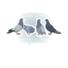Pigeon breeder
