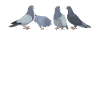 Pigeon pigeon fanciers
