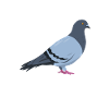 Pigeon fancier women pigeon