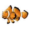 Clownfish