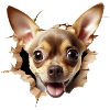 Funny Chihuhua