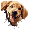 Golden retriever