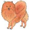 Pomeranian - Funny Dog