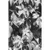 Young Wild Wine B/W