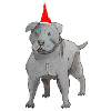 Staffordshire BullTerrier Christmas