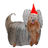 Yorkshire Terrier Christmas