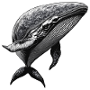 Whale's Grace