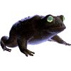 Frosch