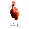 Red Ibis