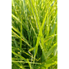 Grass scent close-up