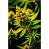Weed