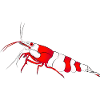 Garnele, shrimp Neocaridina davidi, Aquarium