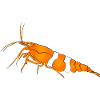 Garnele, shrimp Neocaridina davidi, Aquarium