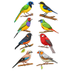 Drôle d’observation d’oiseaux