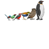 Funny Bird Watcher Birding Watching