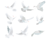 Drôle d’observation d’oiseaux
