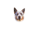 Australian Cattle Dog