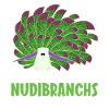 Nudibranches nudibranches