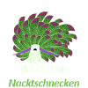 Nudibranch Nacktkiemer Nacktschnecken
