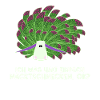 Nudibranch Nacktkiemer Nacktschnecken