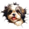 Cute Shih Tzu