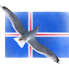 Iseland Seagull