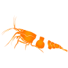 Garnele, shrimp Neocaridina davidi, Aquarium