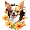 Cute Chihuahua